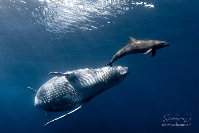 Améliorer l'état de la mer Méditerranée et Protéger les grands mammifères marins