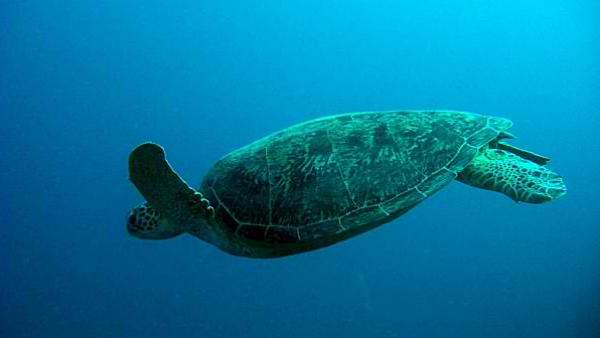 On a fait un film de sensibilisation au milieu marin