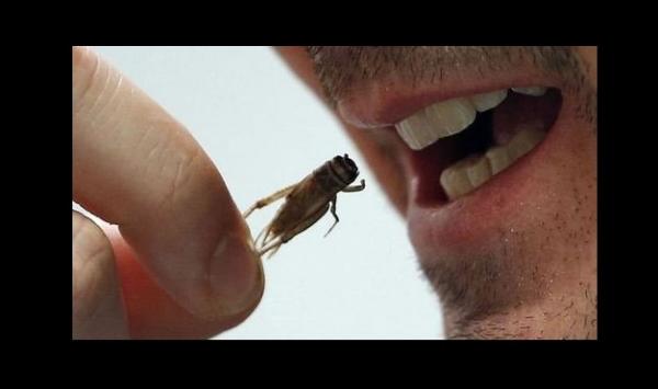 J'ai décidé de fabriquer des biscuits à base de céréales locales et d’insectes !