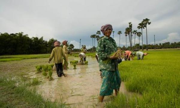 On a décidé de former les cambodgiens à l'agriculture naturelle